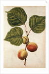 Peach by Jacques Le Moyne de Morgues