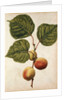 Peach by Jacques Le Moyne de Morgues