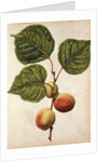 Peach by Jacques Le Moyne de Morgues