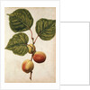Peach by Jacques Le Moyne de Morgues