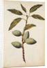 Almond by Jacques Le Moyne de Morgues
