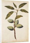 Almond by Jacques Le Moyne de Morgues