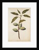 Almond by Jacques Le Moyne de Morgues