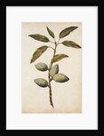 Almond by Jacques Le Moyne de Morgues