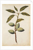Almond by Jacques Le Moyne de Morgues
