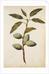 Almond by Jacques Le Moyne de Morgues