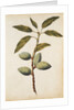 Almond by Jacques Le Moyne de Morgues
