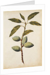 Almond by Jacques Le Moyne de Morgues
