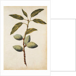 Almond by Jacques Le Moyne de Morgues