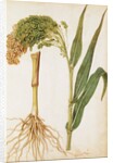 Millet by Jacques Le Moyne de Morgues