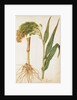 Millet by Jacques Le Moyne de Morgues