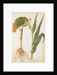 Millet by Jacques Le Moyne de Morgues