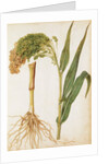 Millet by Jacques Le Moyne de Morgues