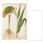 Millet by Jacques Le Moyne de Morgues
