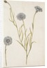 Cornflowers by Jacques Le Moyne de Morgues
