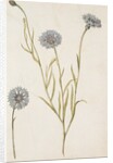 Cornflowers by Jacques Le Moyne de Morgues