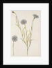 Cornflowers by Jacques Le Moyne de Morgues
