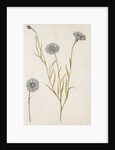 Cornflowers by Jacques Le Moyne de Morgues
