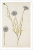 Cornflowers by Jacques Le Moyne de Morgues