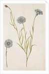 Cornflowers by Jacques Le Moyne de Morgues