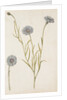 Cornflowers by Jacques Le Moyne de Morgues