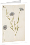 Cornflowers by Jacques Le Moyne de Morgues