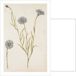 Cornflowers by Jacques Le Moyne de Morgues