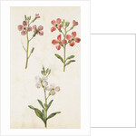 Gilly Flowers by Jacques Le Moyne de Morgues