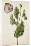 Opium Poppy by Jacques Le Moyne de Morgues