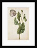 Opium Poppy by Jacques Le Moyne de Morgues