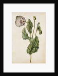 Opium Poppy by Jacques Le Moyne de Morgues