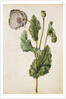 Opium Poppy by Jacques Le Moyne de Morgues