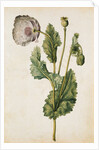 Opium Poppy by Jacques Le Moyne de Morgues