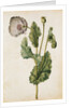 Opium Poppy by Jacques Le Moyne de Morgues