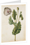 Opium Poppy by Jacques Le Moyne de Morgues