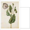 Opium Poppy by Jacques Le Moyne de Morgues