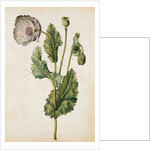 Opium Poppy by Jacques Le Moyne de Morgues