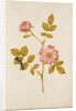 Dog Rose & Caterpillar by Jacques Le Moyne de Morgues