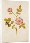 Dog Rose & Caterpillar by Jacques Le Moyne de Morgues