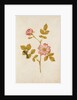 Dog Rose & Caterpillar by Jacques Le Moyne de Morgues