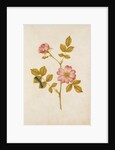 Dog Rose & Caterpillar by Jacques Le Moyne de Morgues