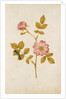 Dog Rose & Caterpillar by Jacques Le Moyne de Morgues