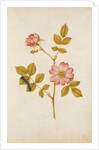 Dog Rose & Caterpillar by Jacques Le Moyne de Morgues