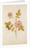 Dog Rose & Caterpillar by Jacques Le Moyne de Morgues