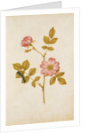 Dog Rose & Caterpillar by Jacques Le Moyne de Morgues