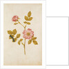 Dog Rose & Caterpillar by Jacques Le Moyne de Morgues
