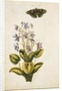Violets and red admiral butterfly by Jacques Le Moyne de Morgues