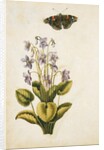 Violets and red admiral butterfly by Jacques Le Moyne de Morgues