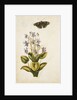 Violets and red admiral butterfly by Jacques Le Moyne de Morgues