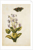 Violets and red admiral butterfly by Jacques Le Moyne de Morgues